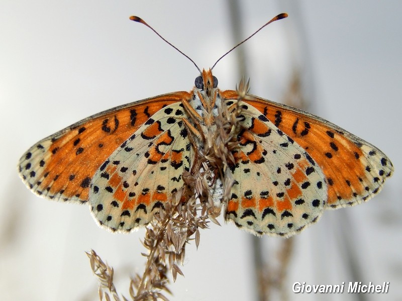 Melitae didyma - lato A e B